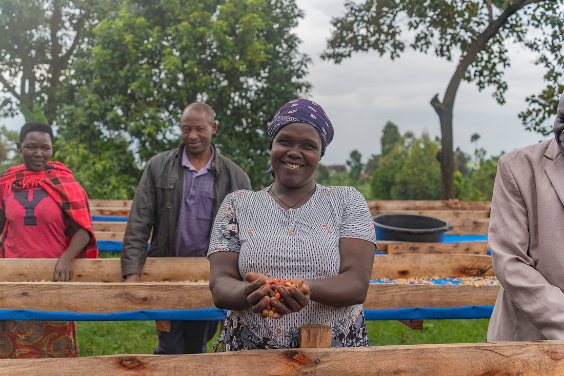 Ugandan Coffee in Depth